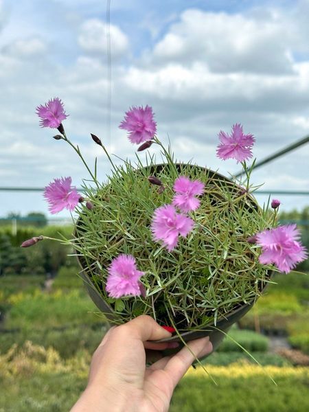 Гвоздика травянка / Dianthus deltoides 20149 фото