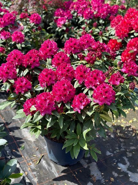 Рододендрон гибридный Мари Форте / Rhododendron hybrid Marie Fortie 33307 фото