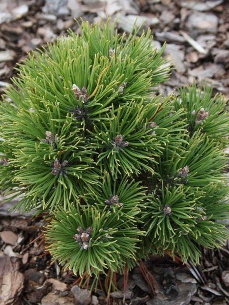 Сосна горная Офенпасс / Pinus mugo Ofenpass 31992 фото