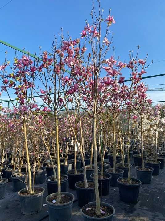 Магнолія гібридна Гелексі / Magnolia hybrida Galaxy купити в