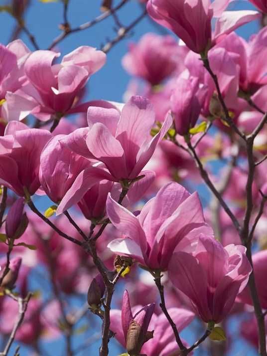 Магнолія гібридна Гелексі / Magnolia hybrida Galaxy купити в