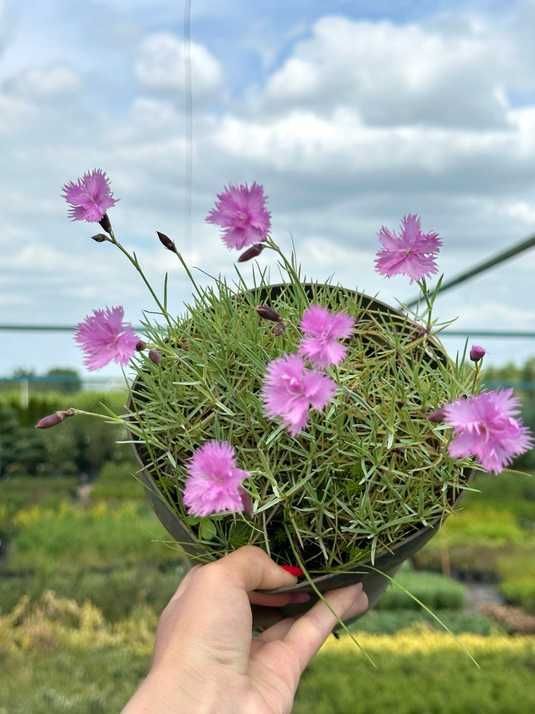 Гвоздика травянка / Dianthus deltoides купити в Україні в інтернет