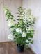 Гортензія волотиста Меджікал Мунлайт / Hydrangea paniculata Magical Moonligth 33156 фото 2