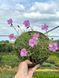 Гвоздика травянка / Dianthus deltoides 20149 фото 3