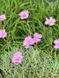 Гвоздика травянка / Dianthus deltoides 20149 фото 1