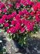 Рододендрон гибридный Мари Форте / Rhododendron hybrid Marie Fortie 33307 фото 2