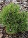 Сосна горная Офенпасс / Pinus mugo Ofenpass 31992 фото 3