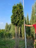 Туя західна Колумна мультиштамб / Thuja occidentalis Columna 34269 фото