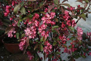 Яблуня торинго Фрея / Malus toringo Freja 35583 фото