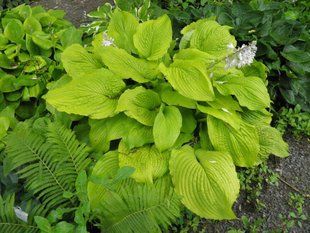 Хоста гібридна Джимі Крек Корн / Hosta Jimmy Crack Corn 37279 фото