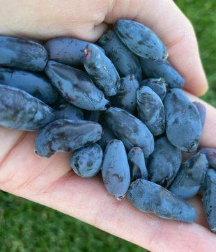 Жимолость съедобная Бореал Бьюти / Lonicera Boreal Beauty 34910 фото