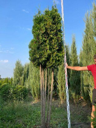 Туя західна Колумна мультиштамб / Thuja occidentalis Columna 34269 фото