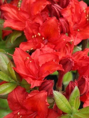 Азалия гибридная (бордовая) / Azalea hybrida 14666 фото