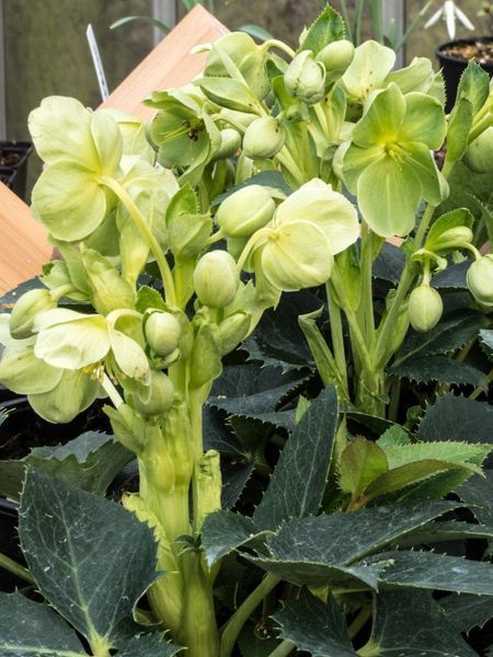 Морозник / Helleborus 26935 фото