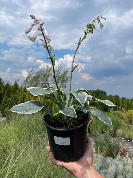 Хоста гібридна Фьост Фрост / Hosta hybrida Fsrst Frost 28184 фото
