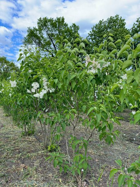 Сирень обыкновенная Лила Вандер / Syringa vulgaris Lila Wonder 27527 фото