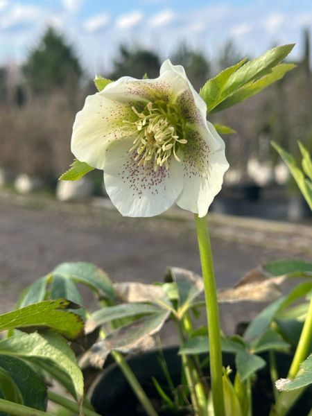 Морозник / Helleborus 26935 фото
