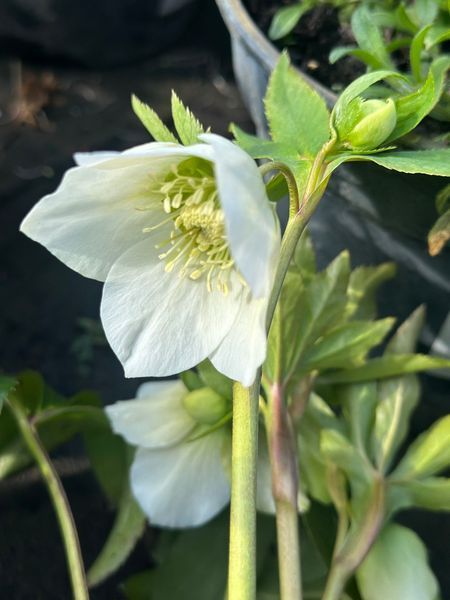 Морозник / Helleborus 26935 фото