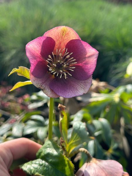 Морозник / Helleborus 26935 фото