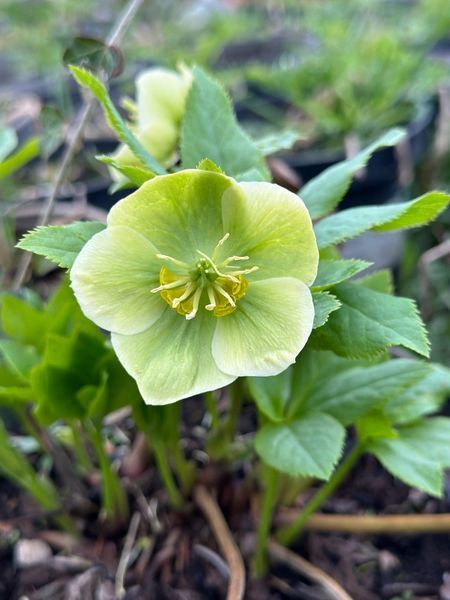 Морозник / Helleborus 26935 фото
