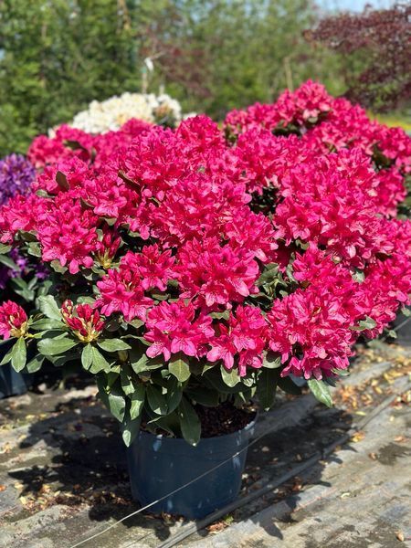 Рододендрон гибридный Нова Зембла / Rhododendron hybrid Nova Zembla 30357 фото