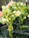 Морозник / Helleborus 26935 фото 2