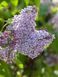Сирень обыкновенная Лила Вандер / Syringa vulgaris Lila Wonder 27527 фото 1