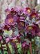 Морозник / Helleborus 26935 фото 1