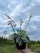 Хоста гібридна Фьост Фрост / Hosta hybrida Fsrst Frost 28184 фото 1