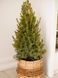 Ялина канадська Коніка новорічна / Picea glauca Conica 33075 фото 1