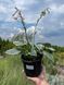 Хоста гібридна Фьост Фрост / Hosta hybrida Fsrst Frost 28184 фото 2