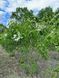 Сирень обыкновенная Лила Вандер / Syringa vulgaris Lila Wonder 27527 фото 2