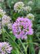 Цибуля декоративна Міленіум / Allium Millennium 31472 фото 1