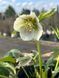 Морозник / Helleborus 26935 фото 3
