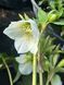 Морозник / Helleborus 26935 фото 4