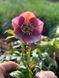 Морозник / Helleborus 26935 фото 6