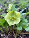 Морозник / Helleborus 26935 фото 5
