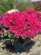 Рододендрон гибридный Нова Зембла / Rhododendron hybrid Nova Zembla 30357 фото 2