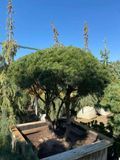 Сосна горная Мугус формированая зонт / Pinus mugo Mughus 24623 фото