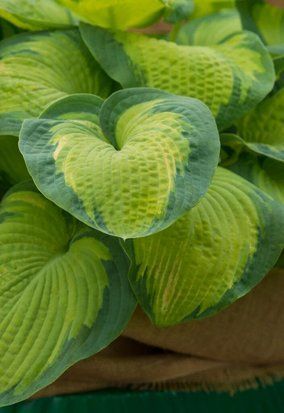 Хоста гібридна Джордж Сміт / Hosta George Smith 37281 фото