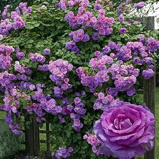 Роза Индиголетта / Rose Indigoletta 34999 фото