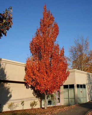 Клен Фримана Армстронг / Acer freemanii Armstrong 35509 фото