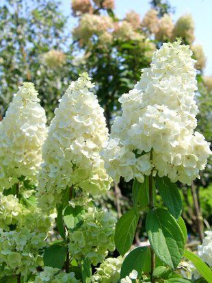 Гортензія волотиста Меджікал Мунт Бланж / Hydrangea paniculata Magical Mont Blanc 33157 фото