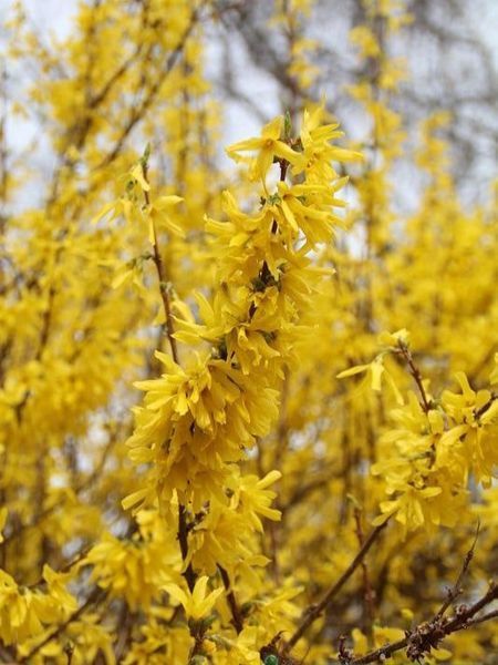 Форзиція гібридна Малух / Forsythia intermedia Maluch 29157 фото