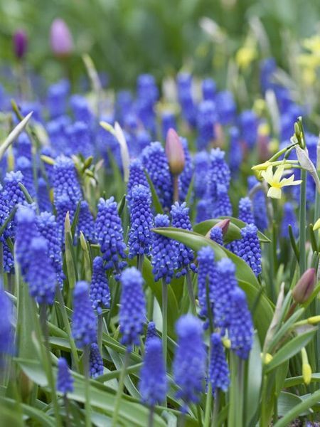Мускари / Muscari 21000 фото