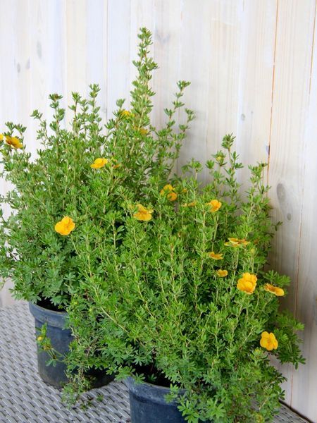 Лапчатка кустарниковая Кобольд / Potentilla fruticosa Kobold 19843 фото