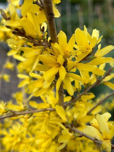 Форзиція гібридна Малух / Forsythia intermedia Maluch 29157 фото