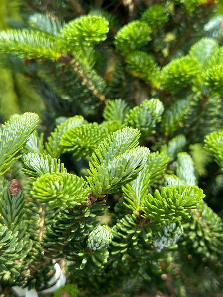 Ялиця корейська Моллі / Abies koreana Molli 30805 фото