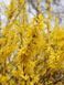 Форзиція гібридна Малух / Forsythia intermedia Maluch 29157 фото 4