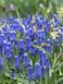 Мускари / Muscari 21000 фото 2